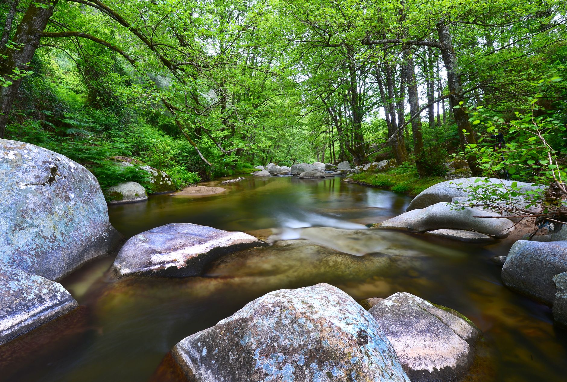 tranquil forest stream with rocks and greenery